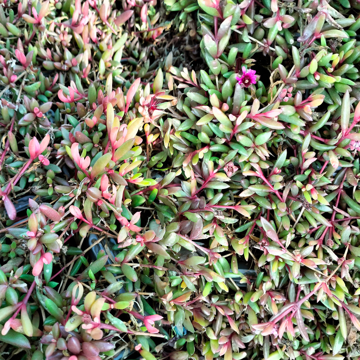 Delosperma Desert Dancer Red - Willemse