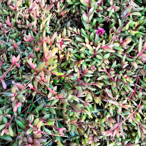 Delosperma Desert Dancer Red - Willemse