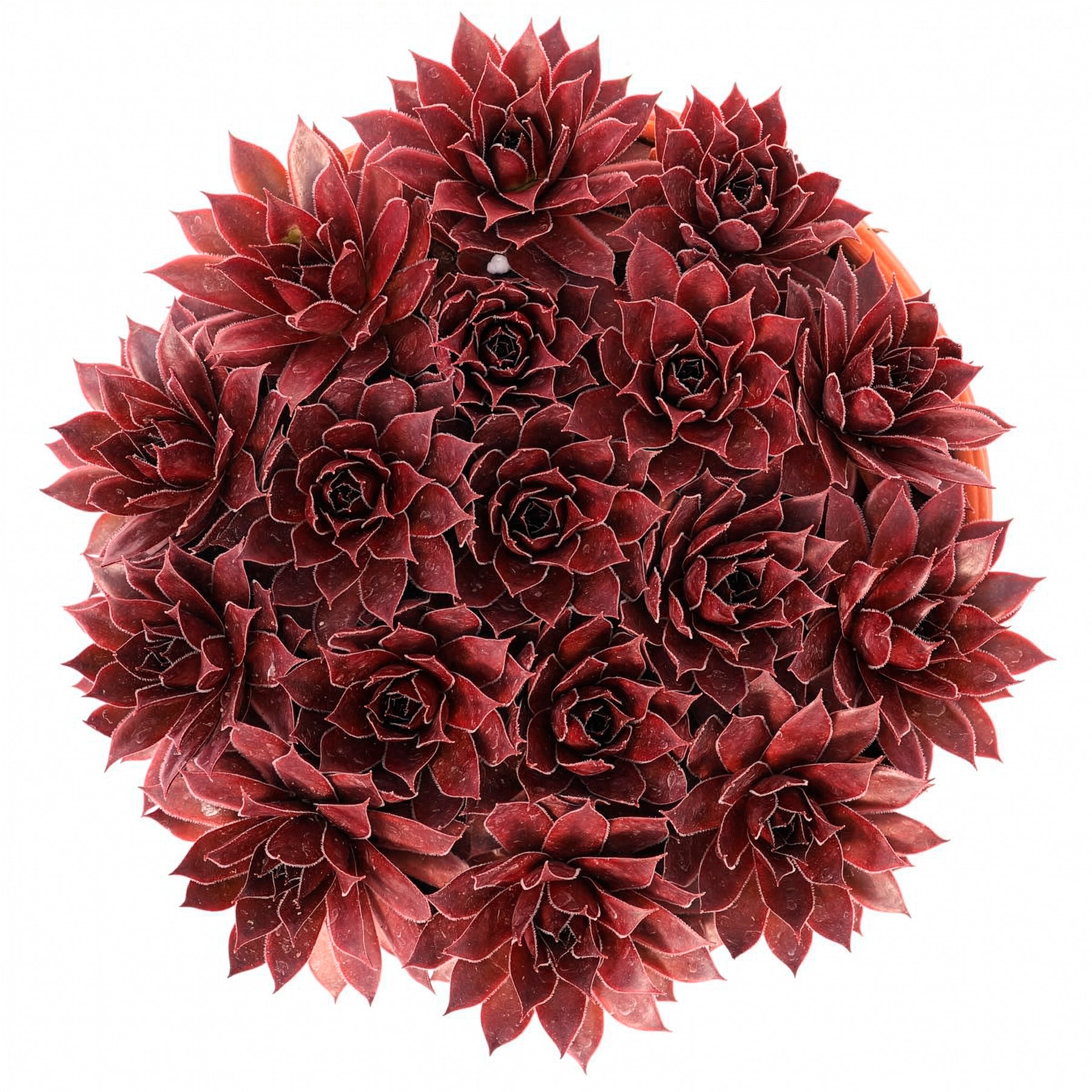 Sempervivum Chick Charms® Strawberry Kiwi - Joubarbe Chick Charms® Strawberry Kiwi - Sempervivum - Joubarbe - Sempervivum