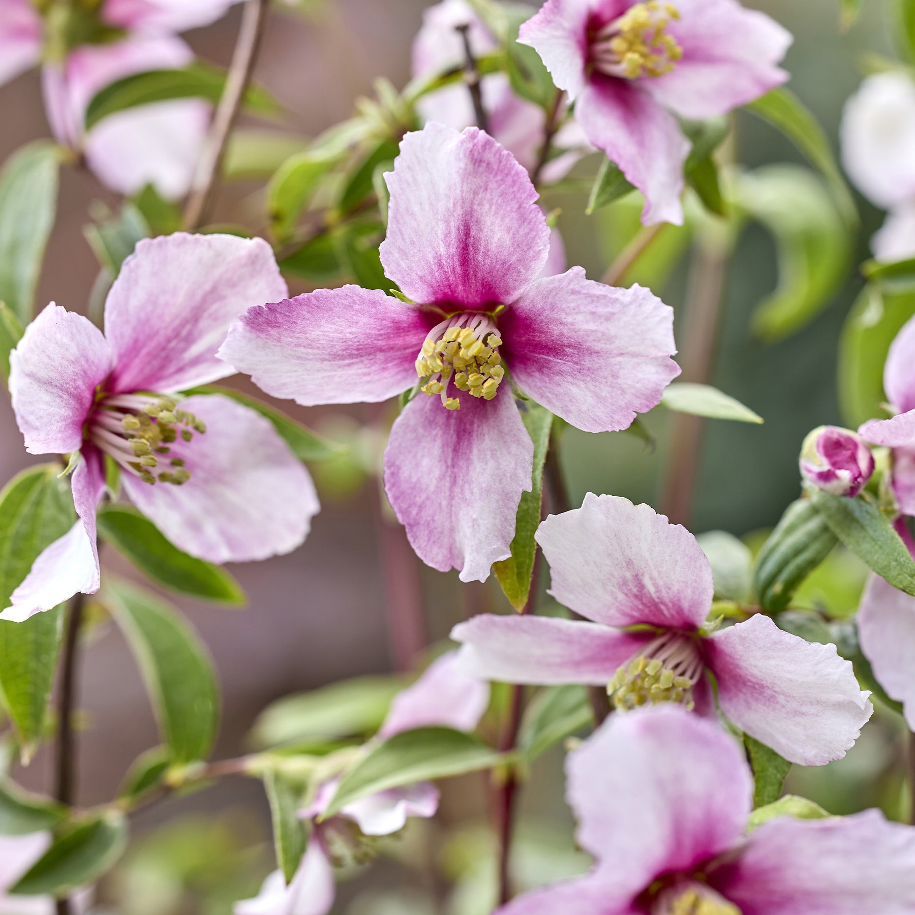 Seringat nain Petite Perfume Pink ® - Willemse