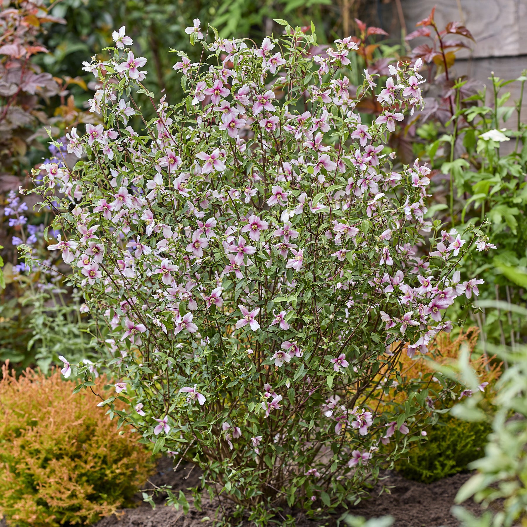 Seringat nain Petite Perfume Pink ® - PHILADELPHUS coronarius Petite Perfume Pink ® - Willemse