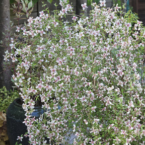 PHILADELPHUS coronarius Petite Perfume Pink ® - Seringat nain Petite Perfume Pink ® - Seringats
