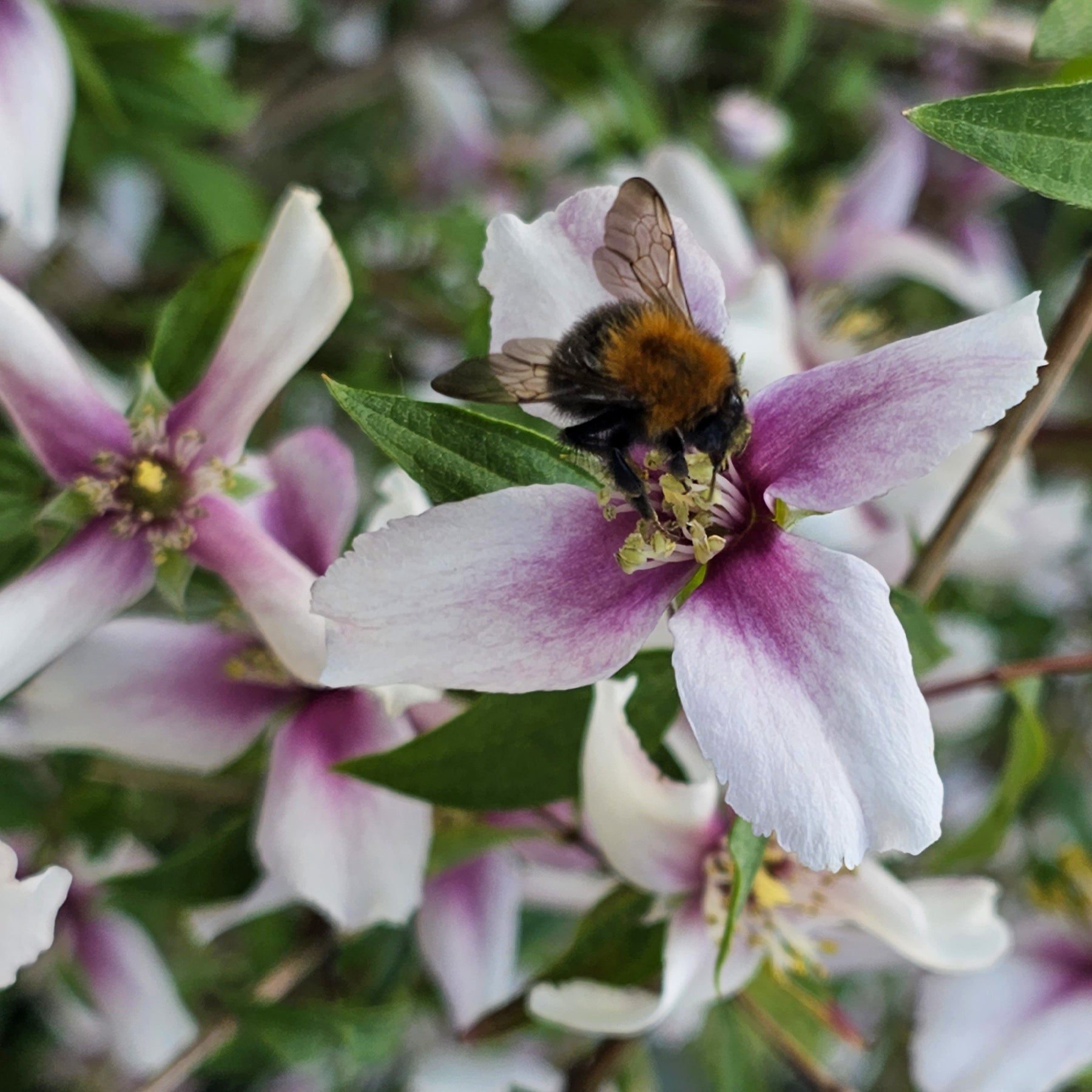 Seringats - Seringat nain Petite Perfume Pink ® - PHILADELPHUS coronarius Petite Perfume Pink ®