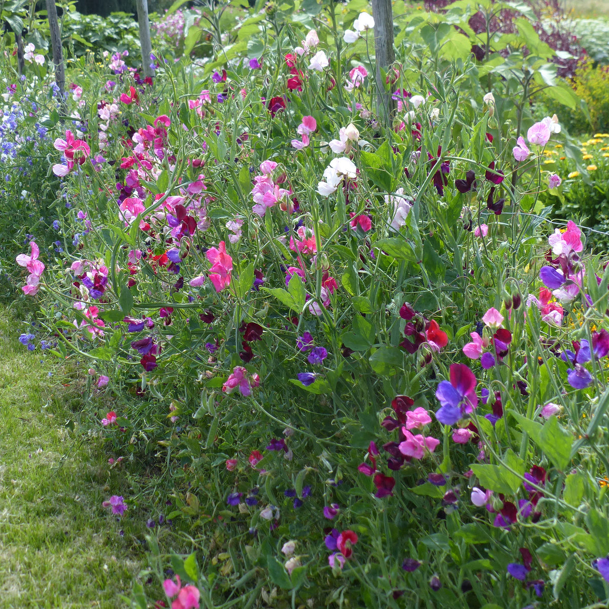 Collection de Pois de senteur - Willemse