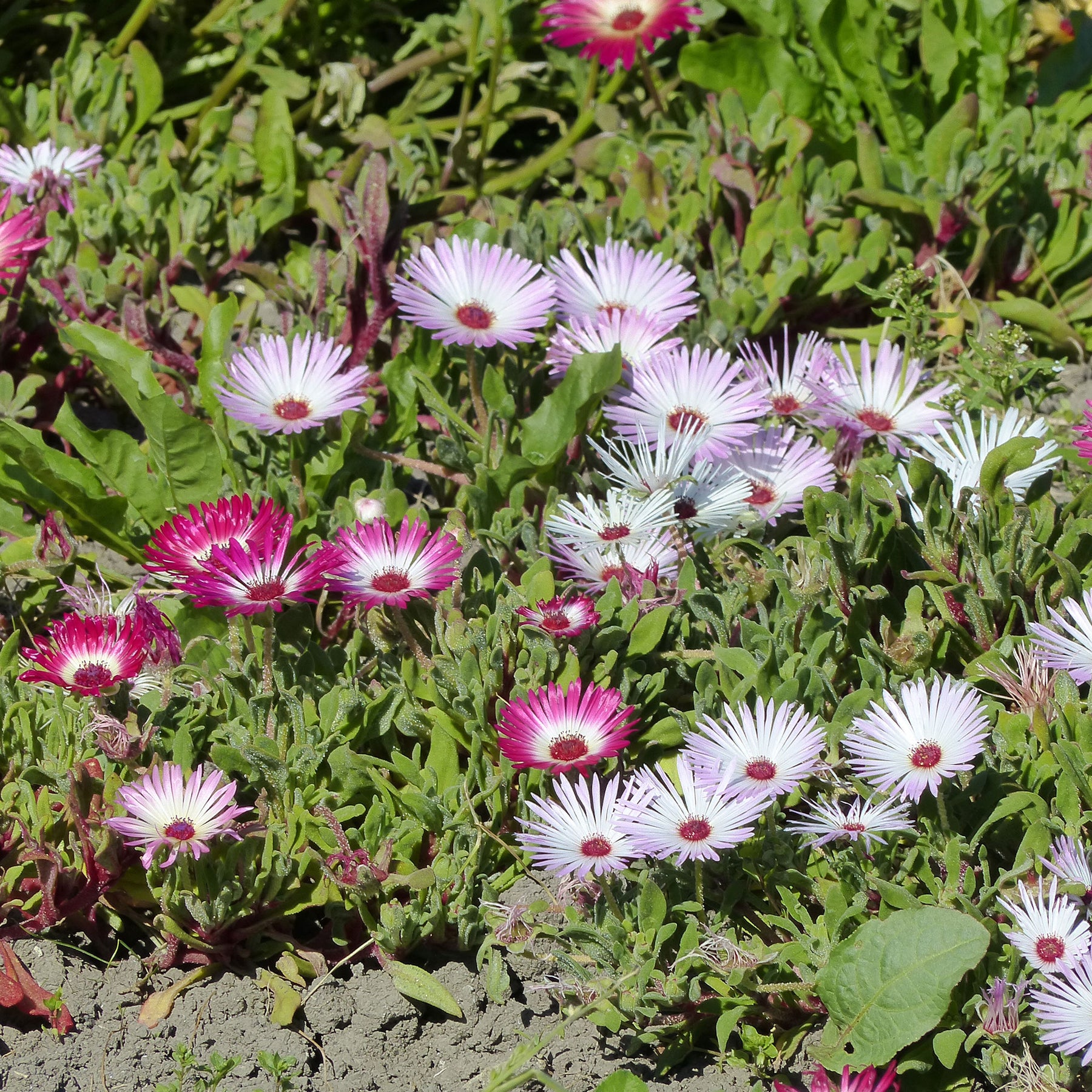 Ficoïdes en mélange - Willemse