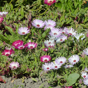 Ficoïdes en mélange - Willemse