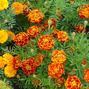 Tagetes patula - Oeillets d'Inde nains - Œillets d'Inde et roses d'Inde