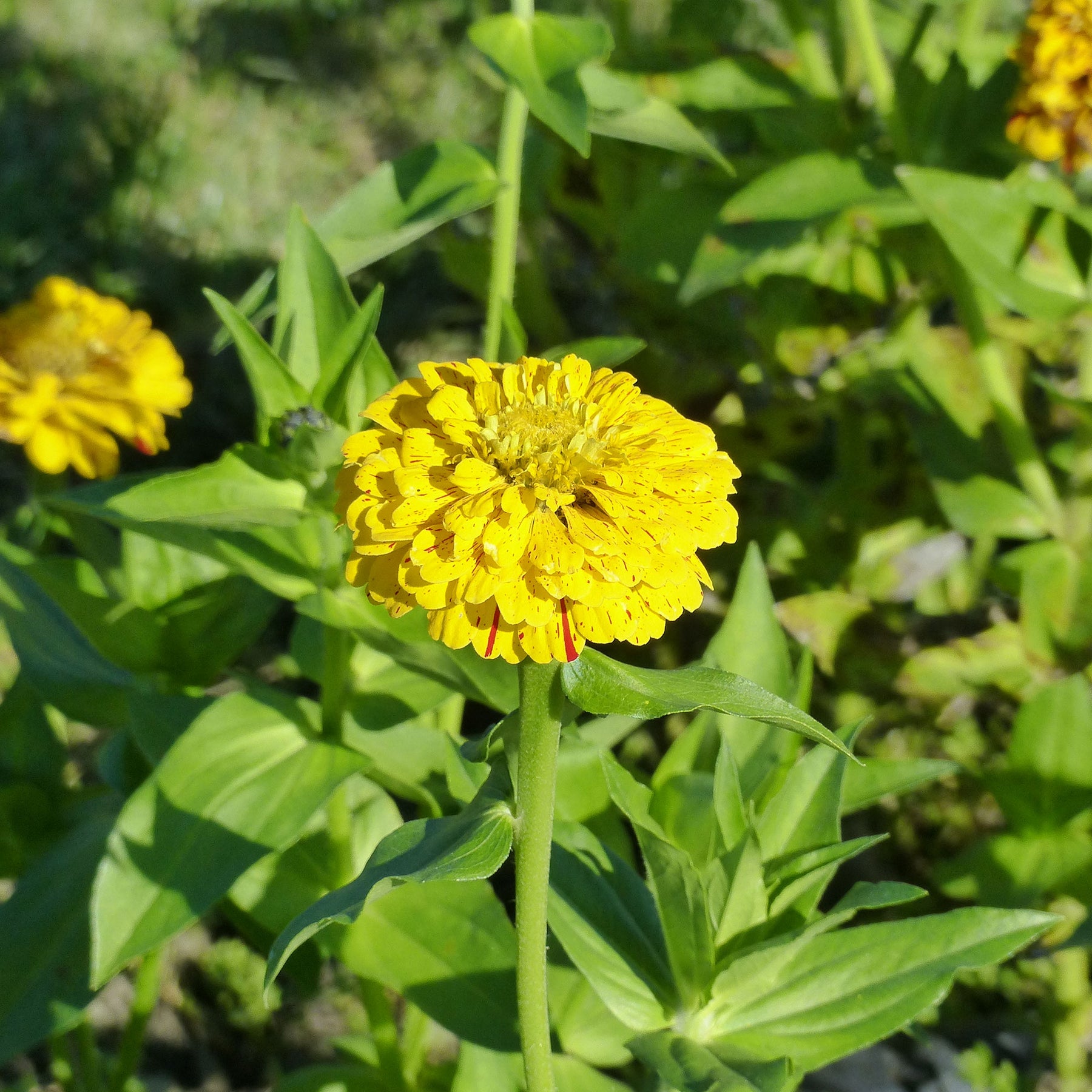 Zinnia - Zinnia Peppermint stick en mélange - Zinnia peppermint