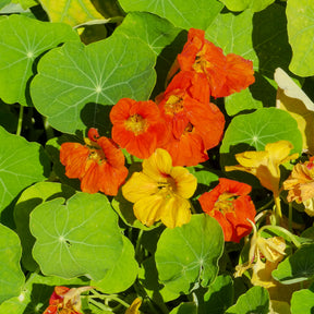 Capucines naines en mélange - Tropaelum nanus - Willemse