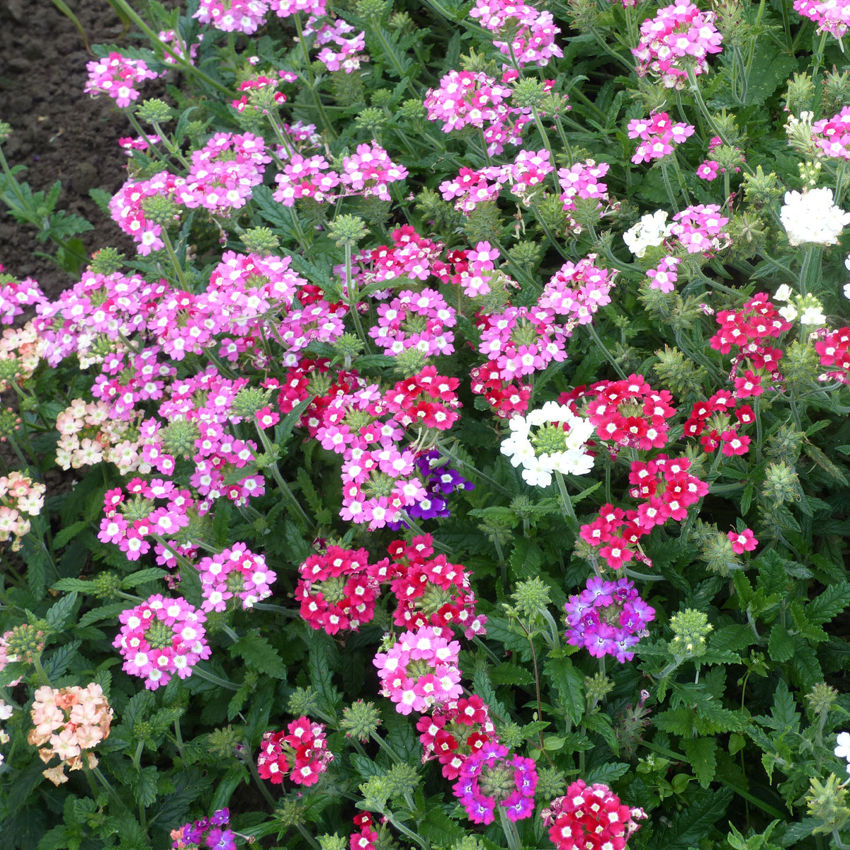 Verveines à grandes fleurs en mélange - Willemse