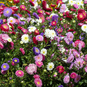 Reine-marguerite Super Princesse en mélange - Willemse