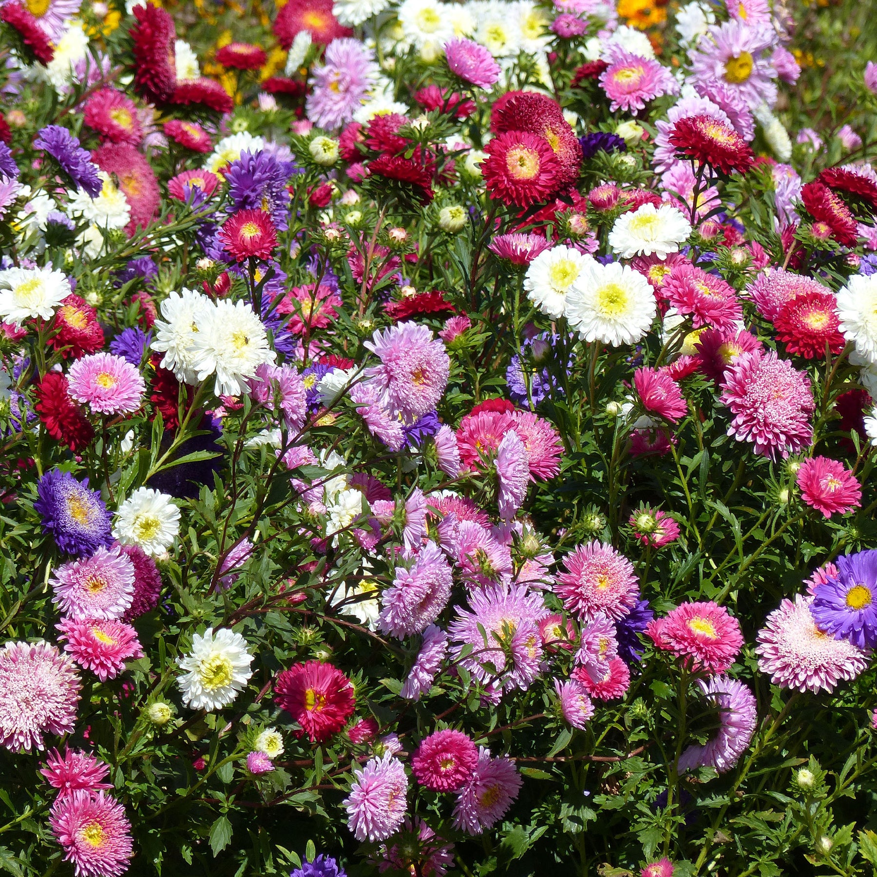 Callistephus chinensis - Reine-marguerite Super Princesse en mélange - Reines-Marguerites