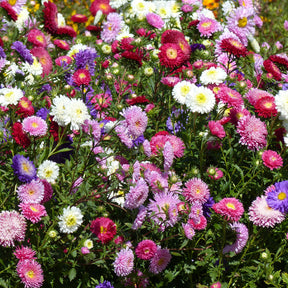 Callistephus chinensis - Reine-marguerite Super Princesse en mélange - Reines-Marguerites