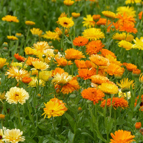 Calendula officinalis - Soucis doubles en mélange - Souci - Calendula