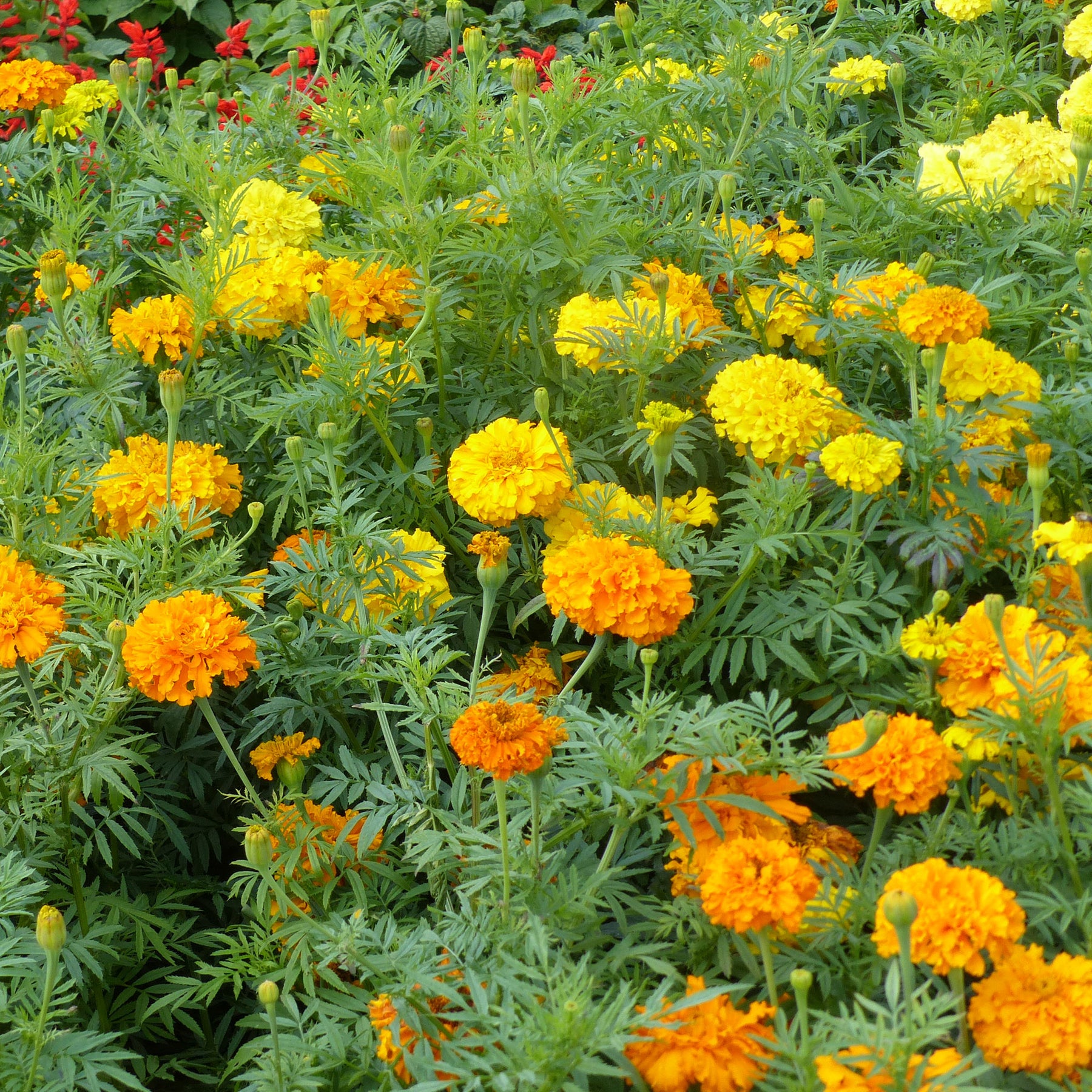 Roses d'Inde doubles en mélange - Willemse