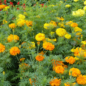 Roses d'Inde doubles en mélange - Willemse