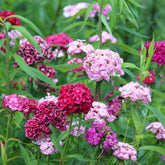 Graines d'oeillets de poète en mélange - Willemse