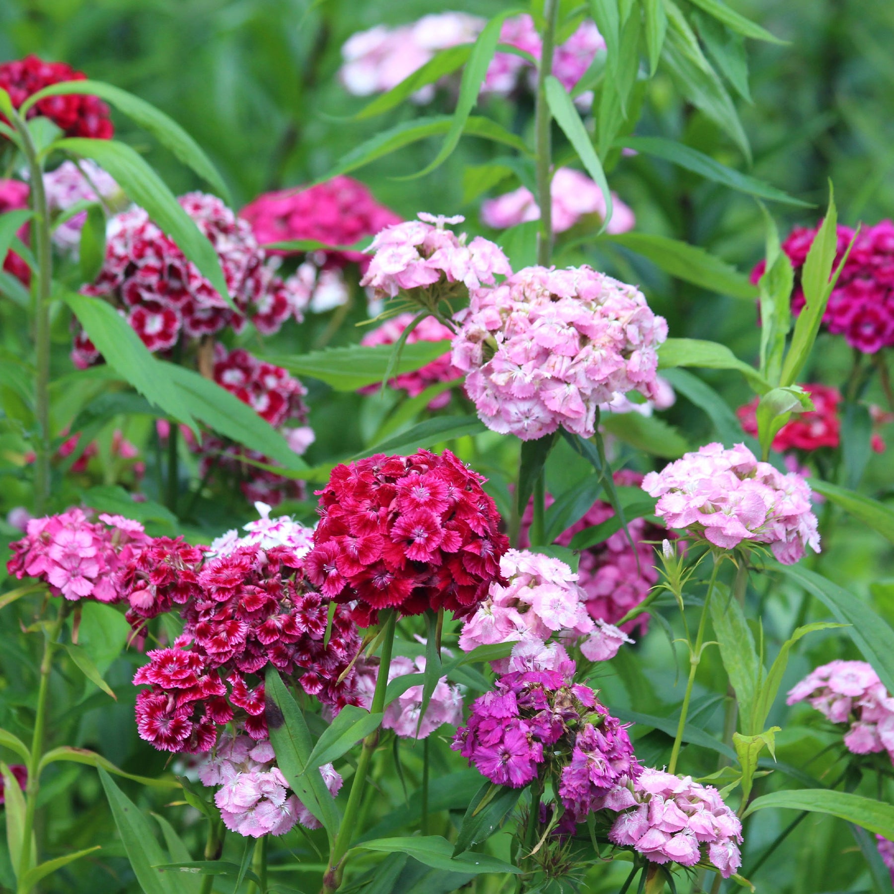 Graines d'oeillets de poète en mélange - Willemse