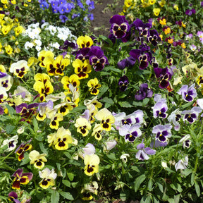Graines de Pensées Géantes de Suisse en mélange - Willemse