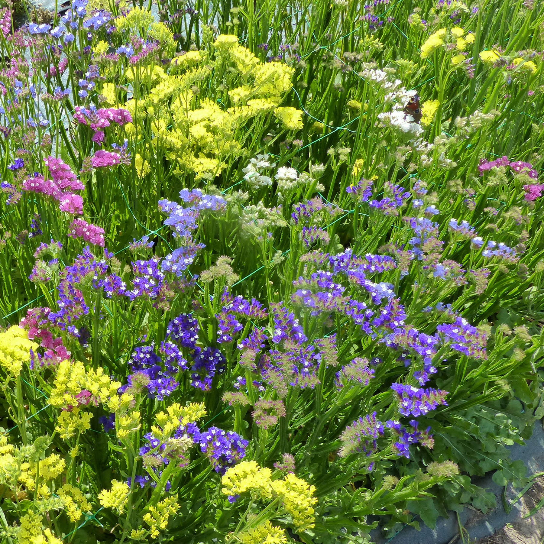 Statices en mélange - Limonium sinuata - Willemse