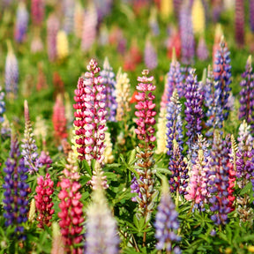 Lupins en mélange - Willemse