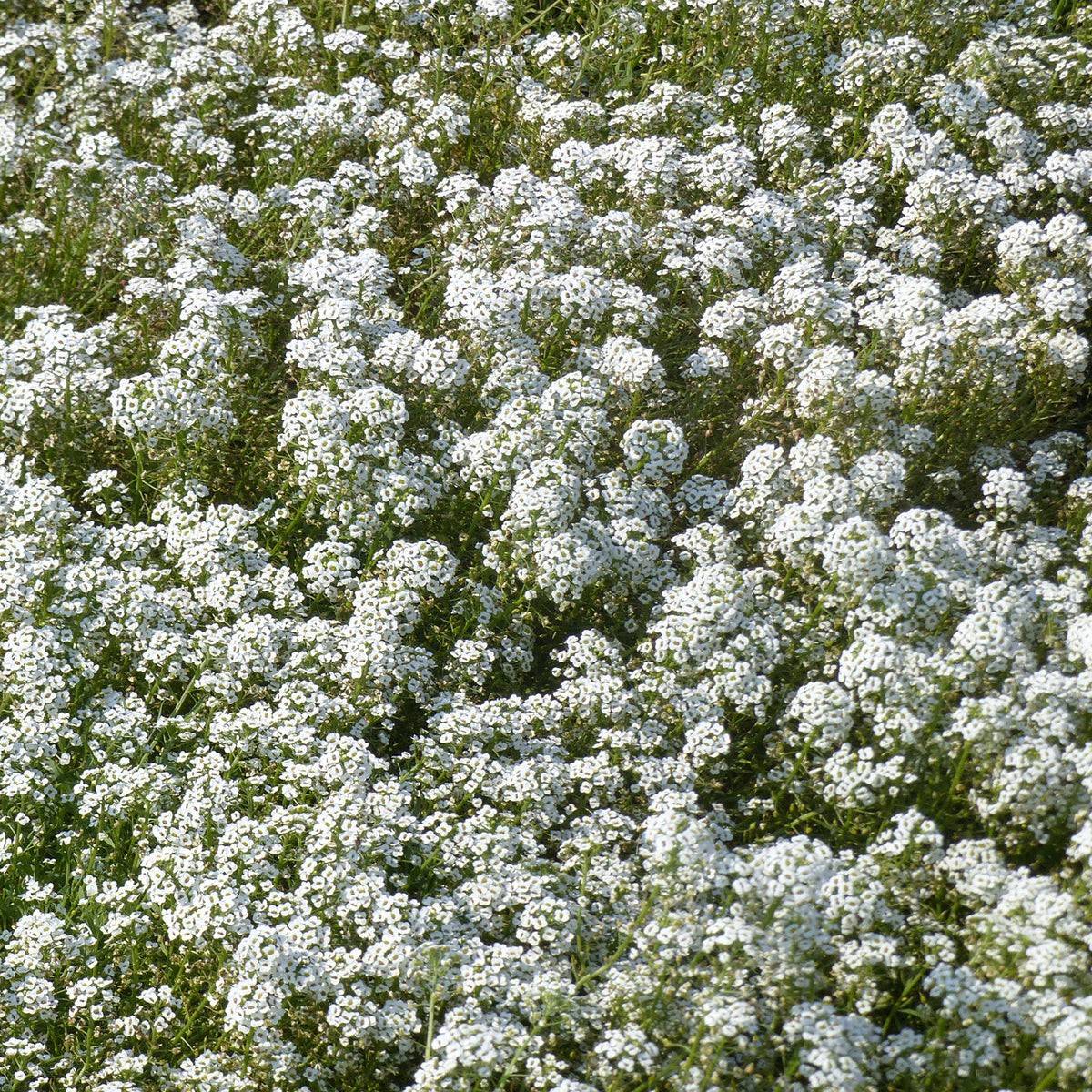 Alysse odorant - Alyssum maritimum - Willemse