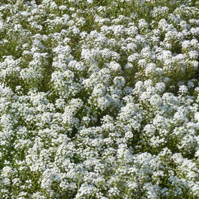 Alysse odorant - Alyssum maritimum - Willemse