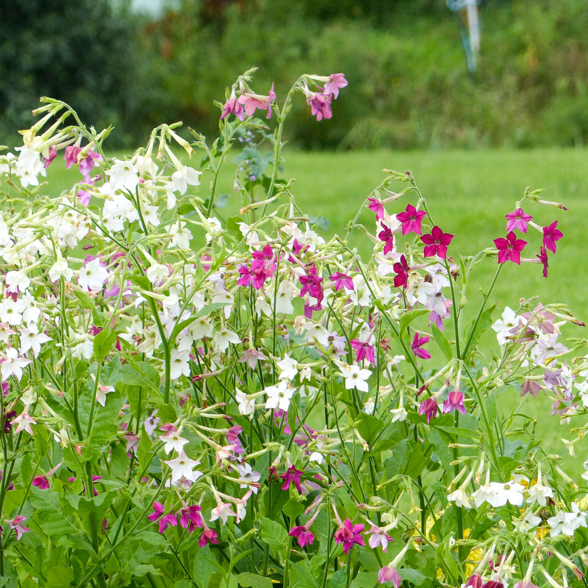 Tabac d'ornement en mélange - Willemse