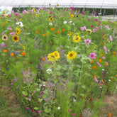 Graines de fleurs mellifères en mélange - Willemse