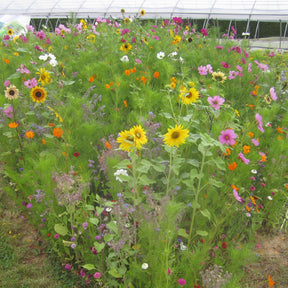 Graines de fleurs mellifères en mélange - Willemse