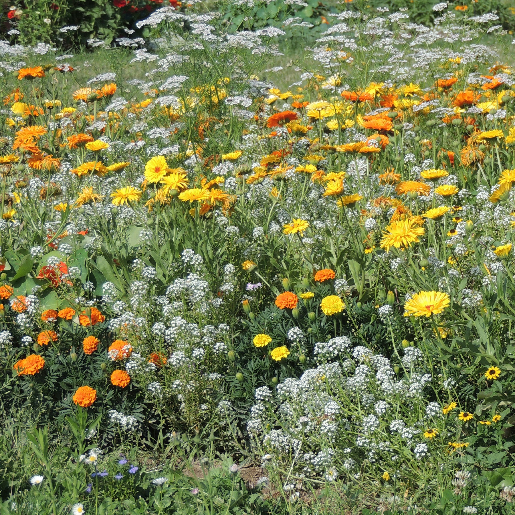 Fleurs en mélange anti-pucerons - Willemse