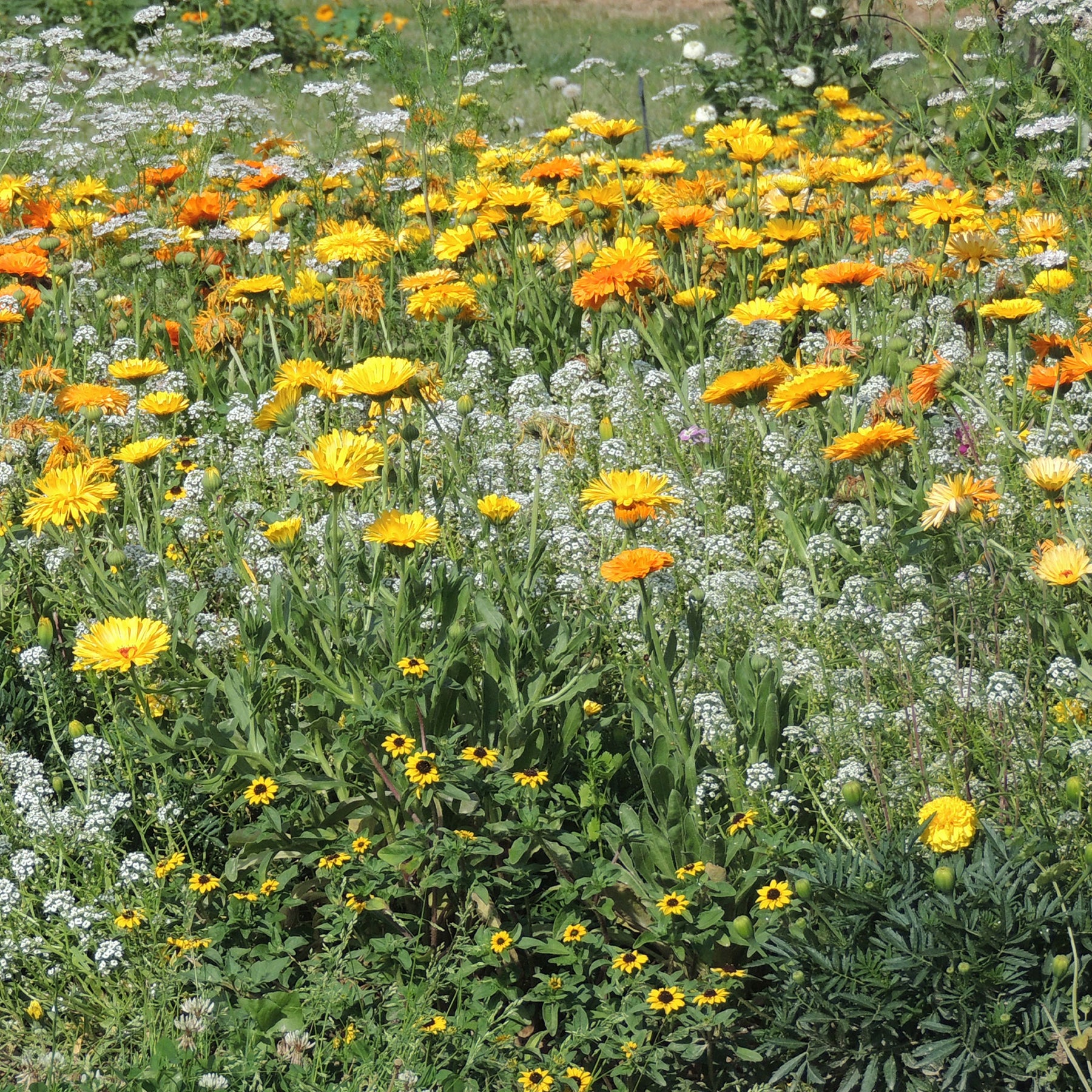 Fleurs en mélange anti-pucerons -  - Willemse