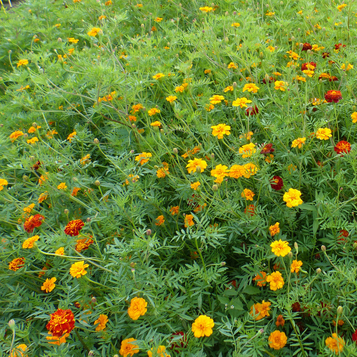 Graines d'oeillets anti-nématodes en mélange - Willemse