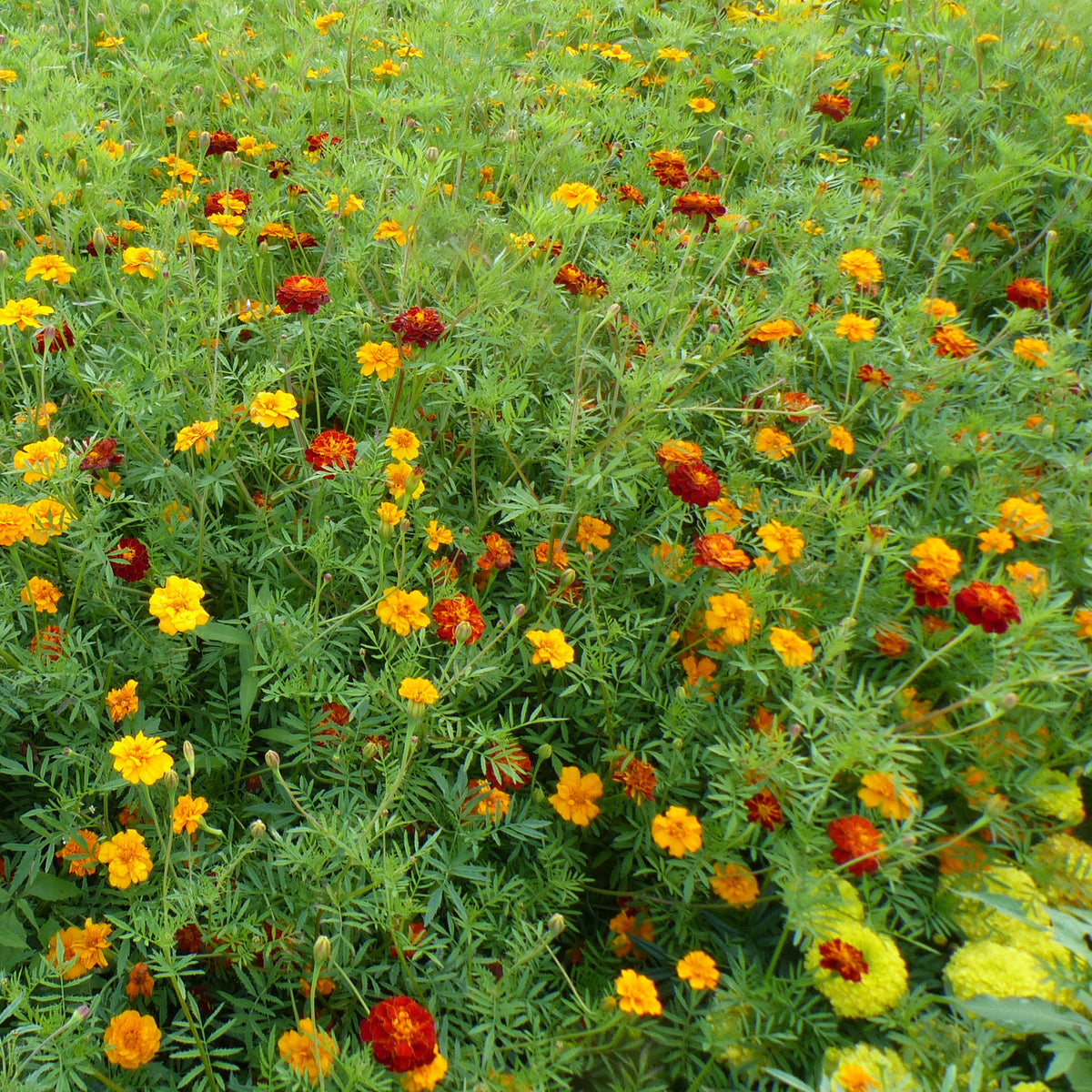 Graines d'oeillets anti-nématodes en mélange -  - Willemse
