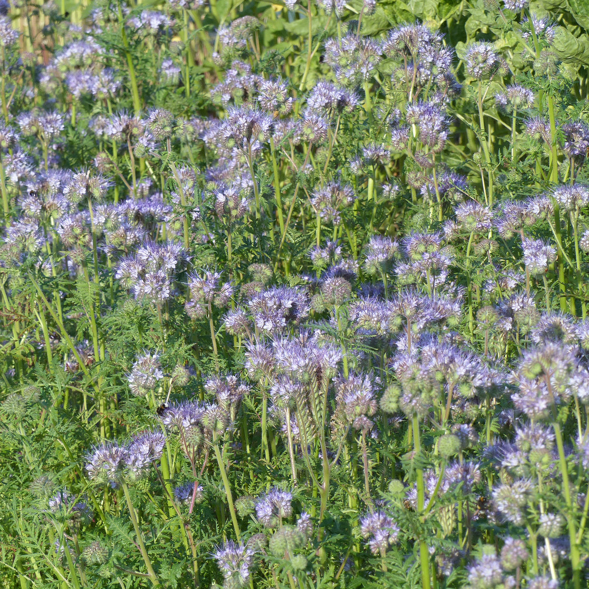 Graines De Phacélie – Environ 1000 Graines – France – Engrais Vert