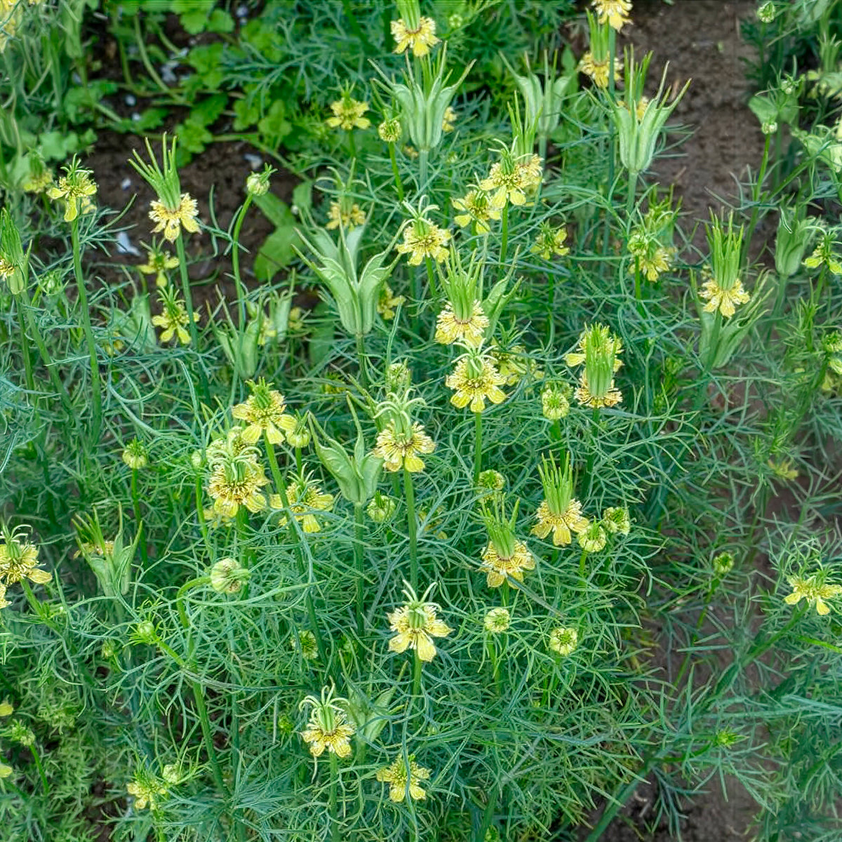 Nigelle d'Orient Transformer - Nigella orientalis Transformer - Willemse