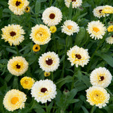 Souci double Ivory Princess - Willemse