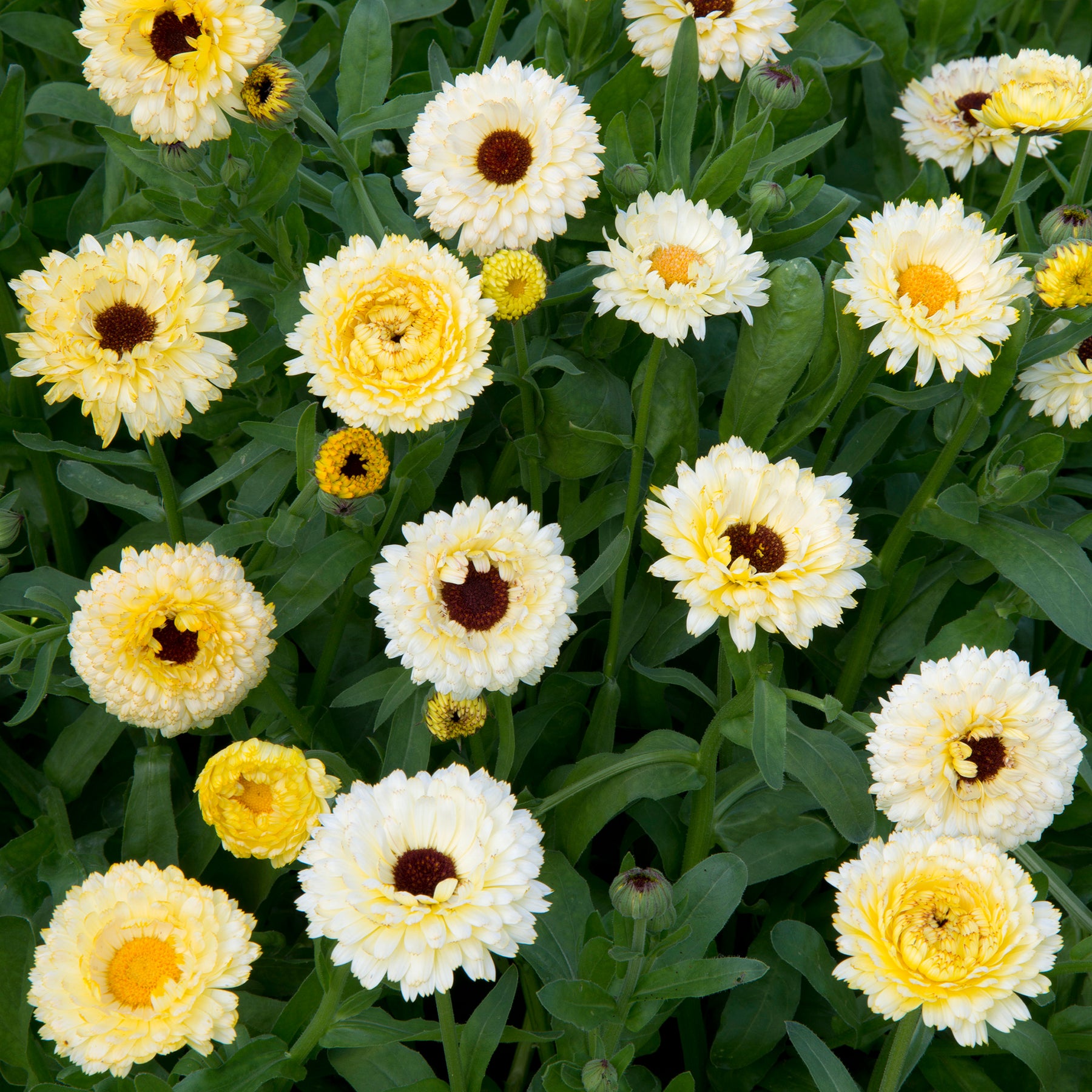 Souci double Ivory Princess - Willemse