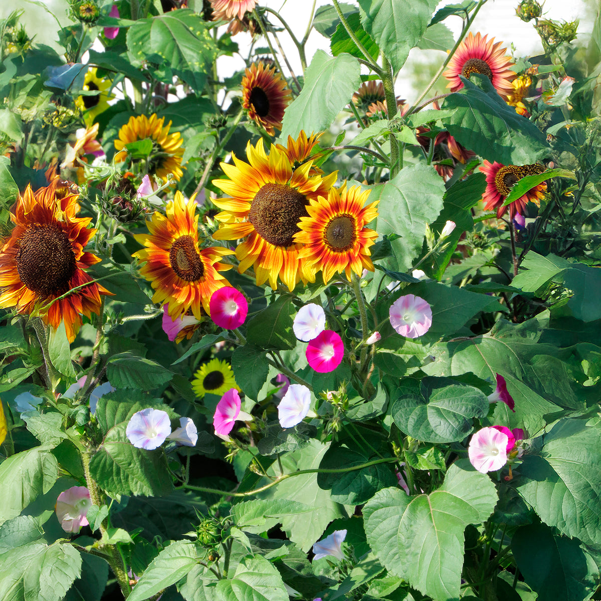 Soleil et belles grimpantes - Willemse