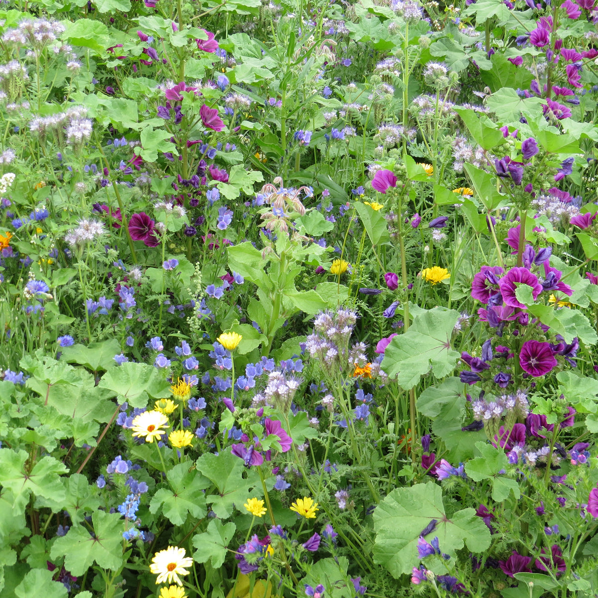 Mélange de fleurs méllifères intensif - Willemse