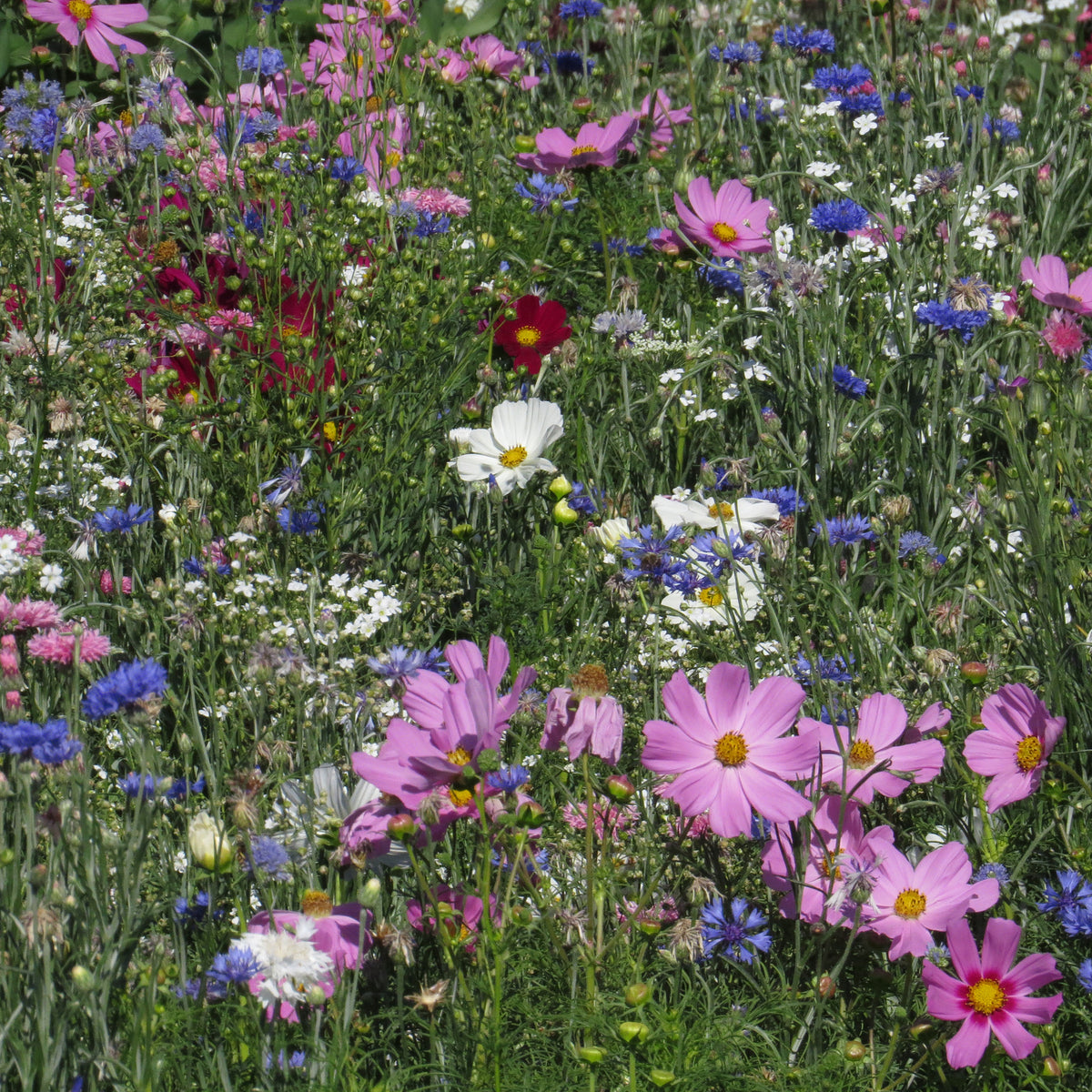 Mélange fleuris couleur pastel - Willemse