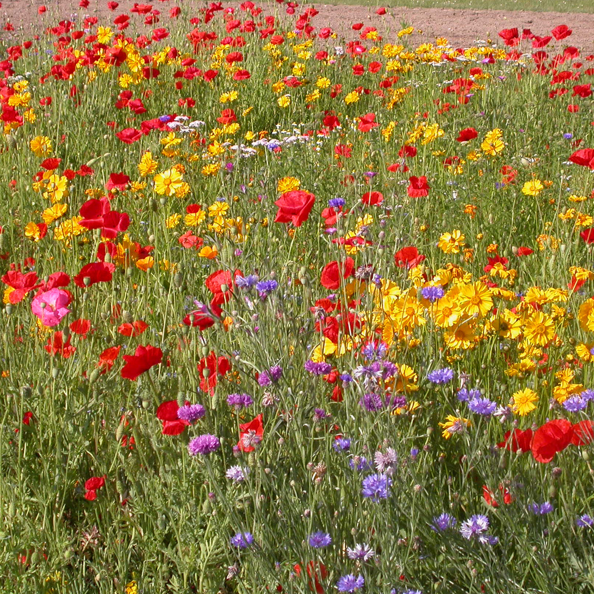 Mélange de fleurs rustiques - Willemse