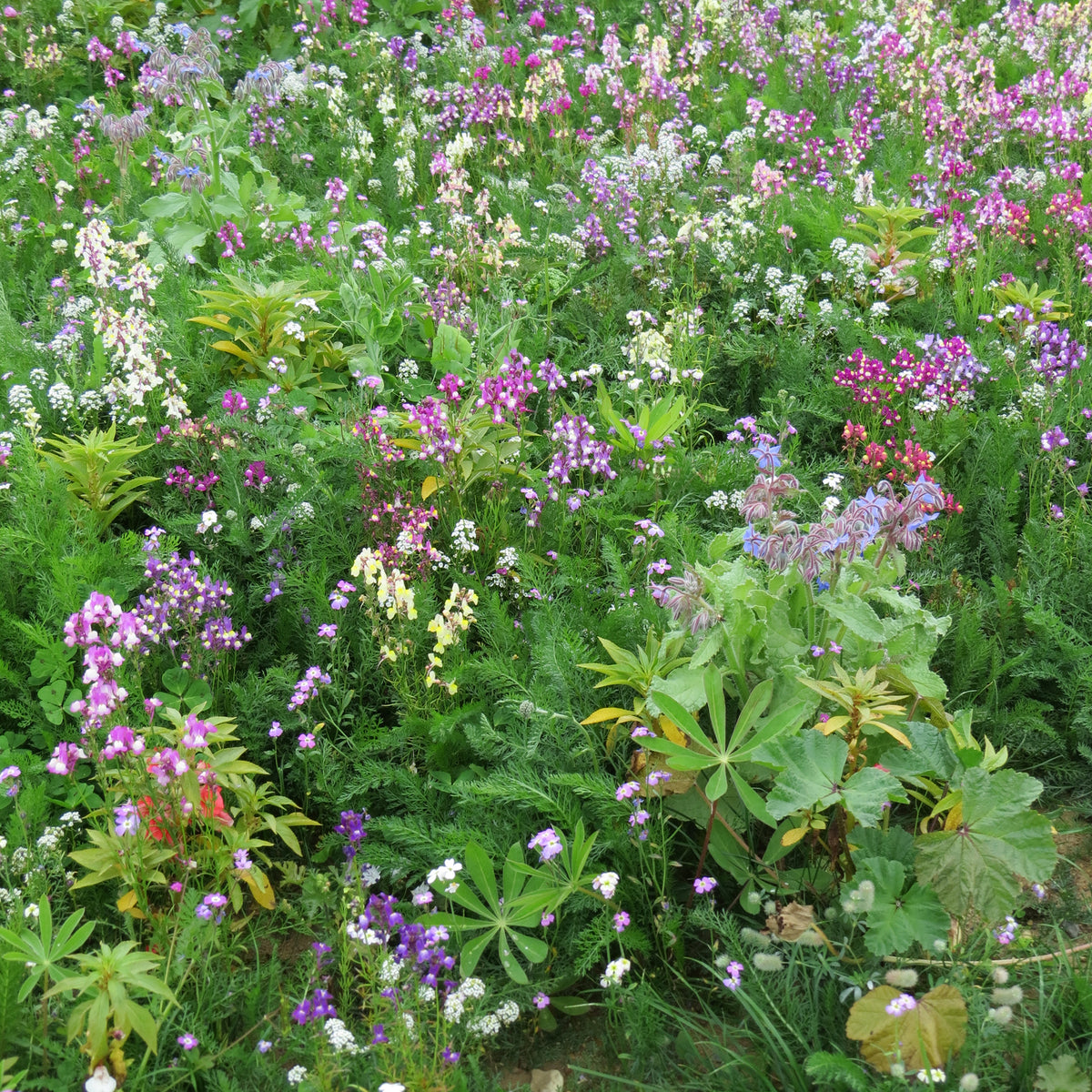 Mélange de fleurs pour zones ombragées - Willemse