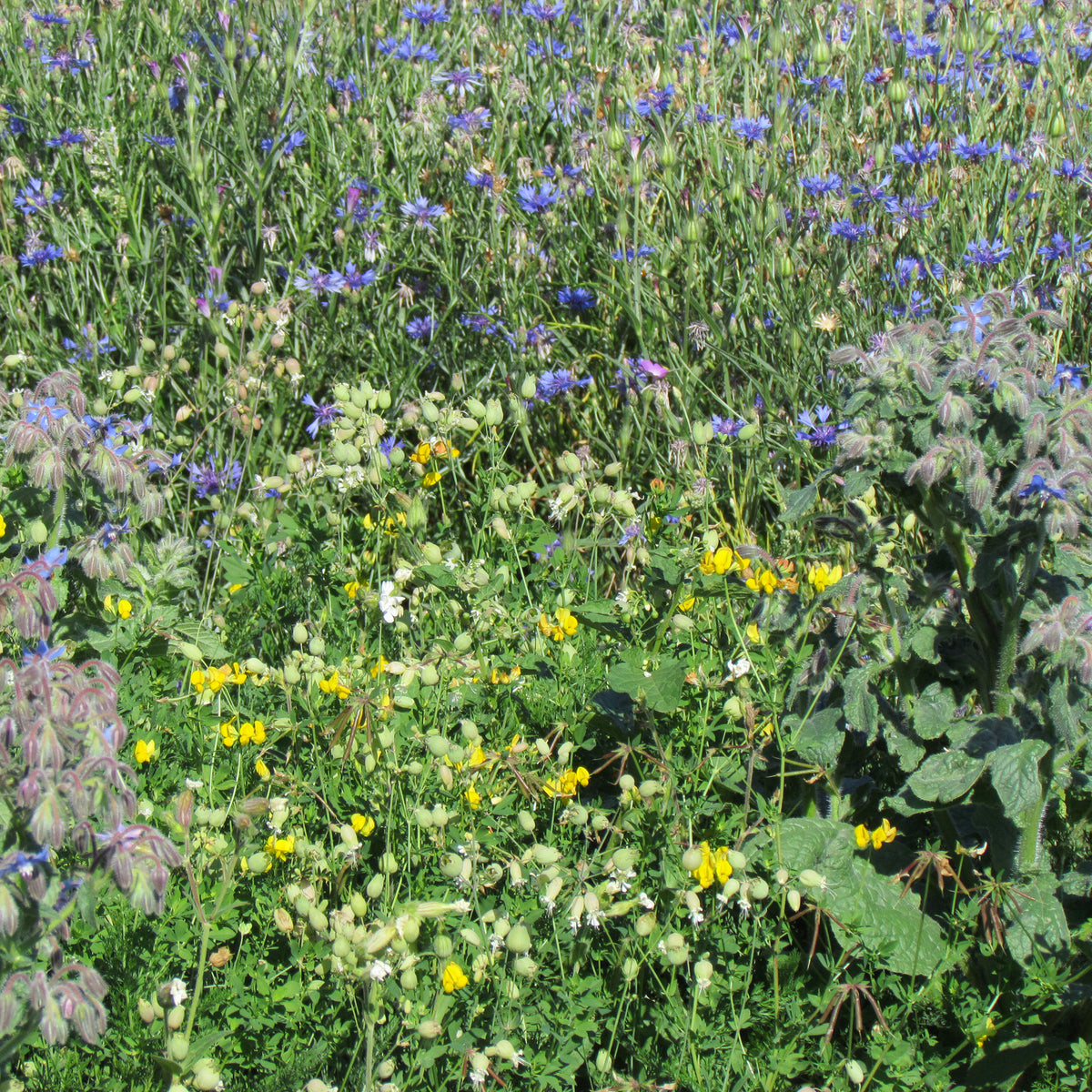 Mélange de fleurs "tout-terrain" - Willemse
