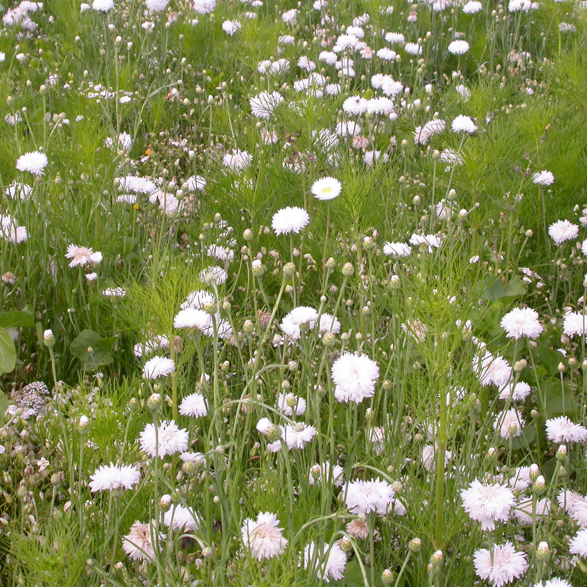 Mélange fleuris crème - Willemse