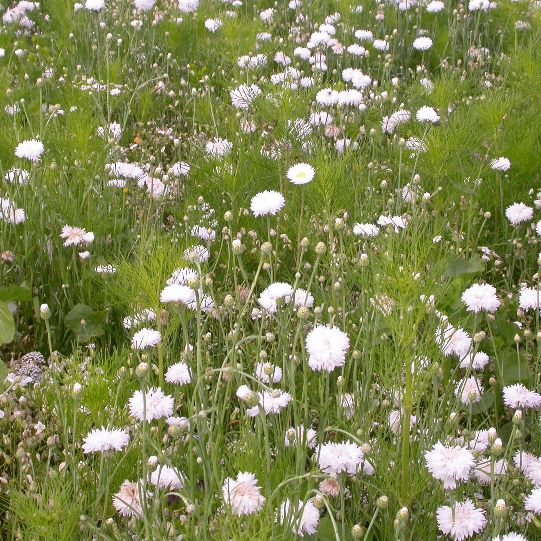 Mélange fleuris crème - Willemse