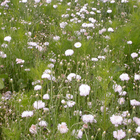 Mélange fleuris crème - Willemse