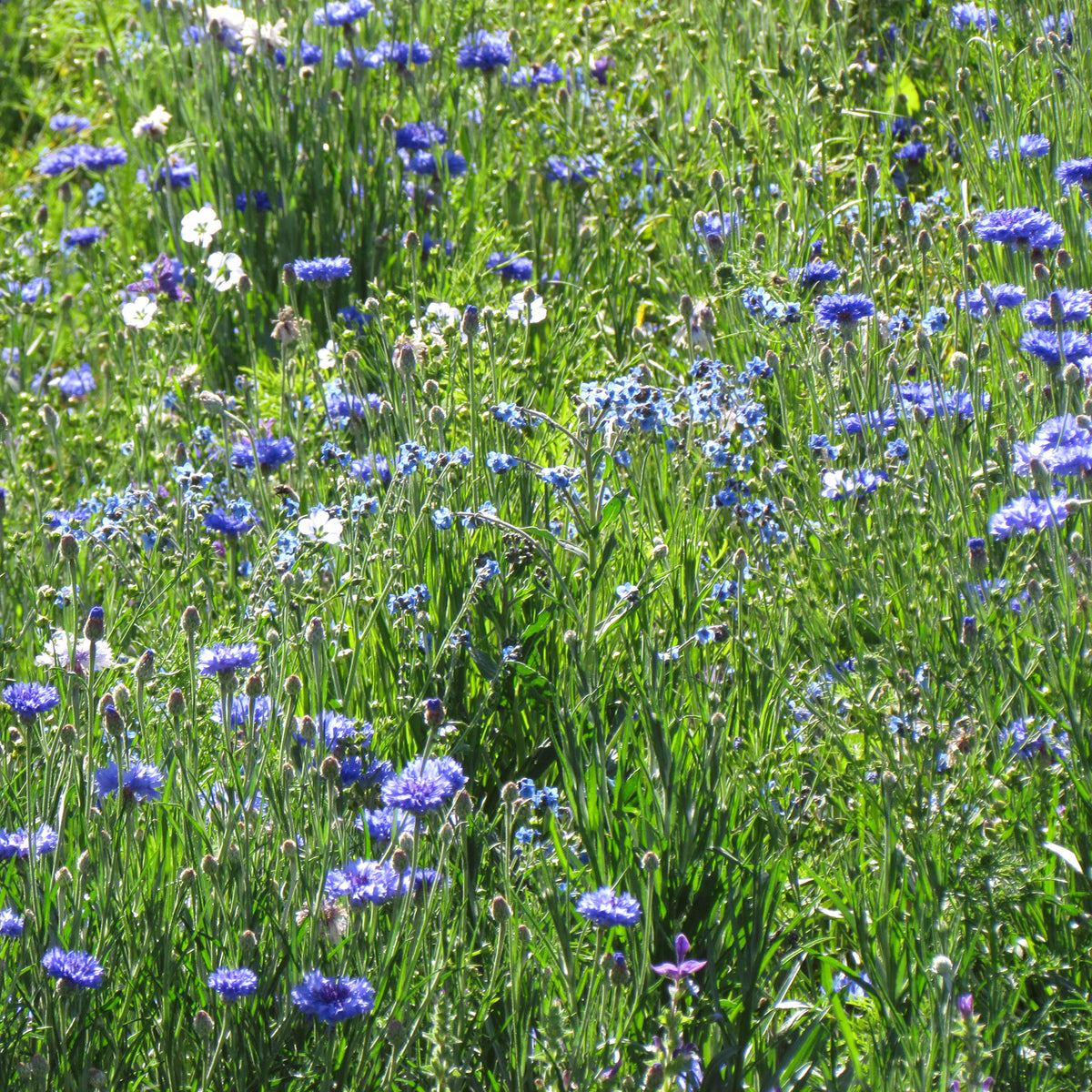 Mélange fleuris  bleu - Willemse