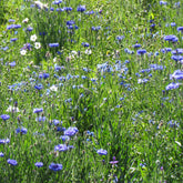 Mélange fleuris  bleu - Willemse