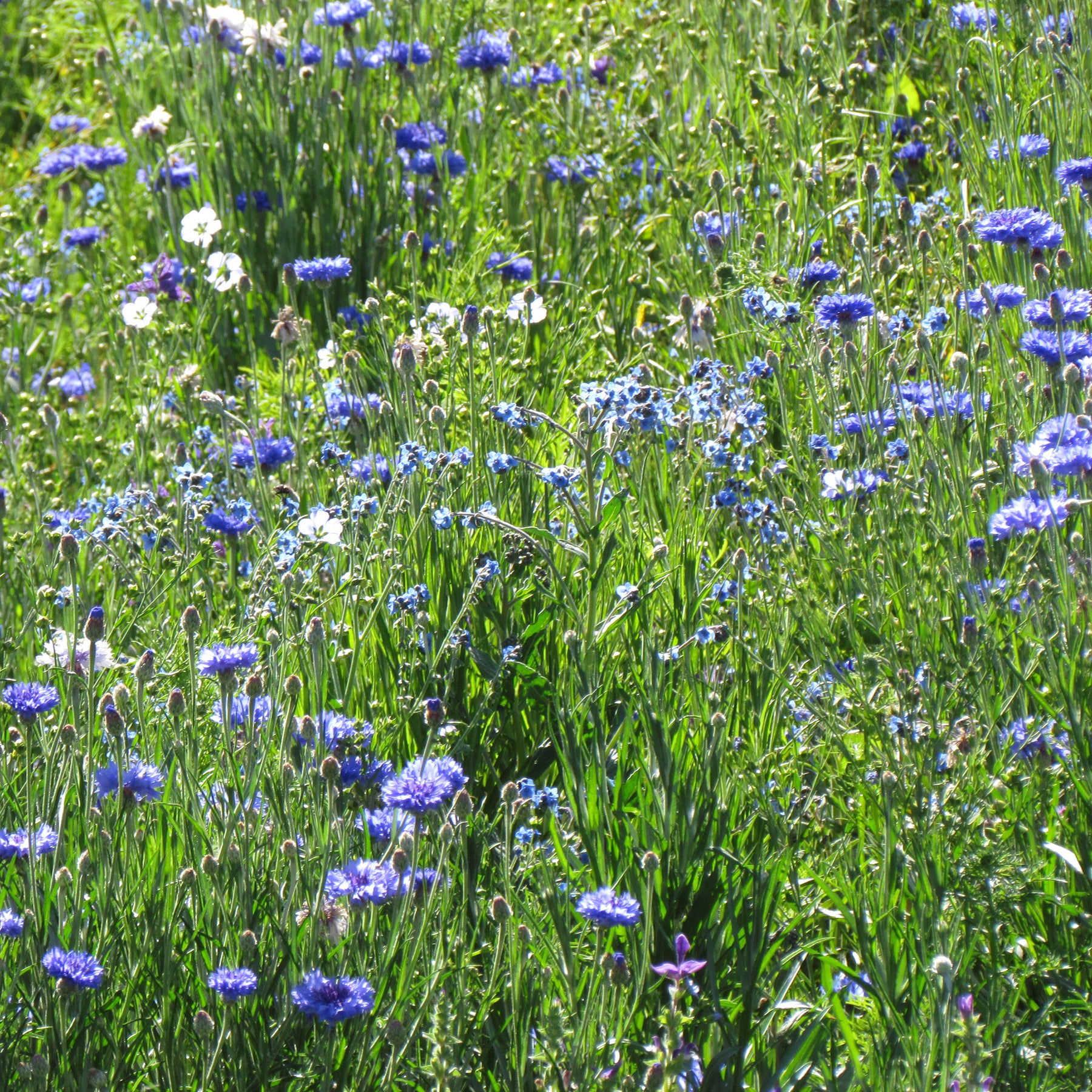 Mélange fleuris  bleu - Willemse